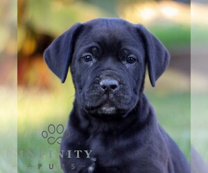 Cane Corso Puppy for sale in NARVON, PA, USA