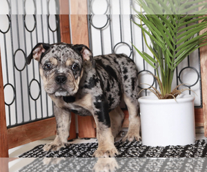 Olde English Bulldogge Puppy for sale in NAPLES, FL, USA