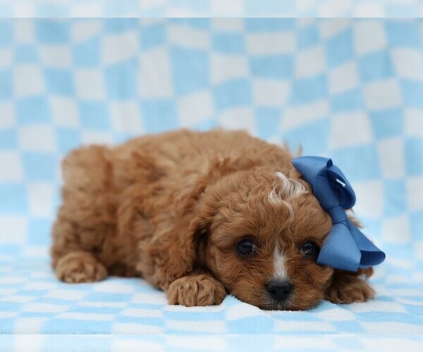 Medium Photo #2 Cavapoo (Miniature) Puppy For Sale in LIBERTY, KY, USA