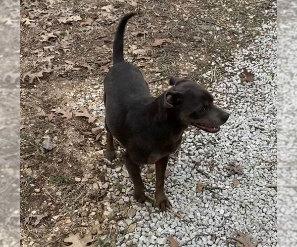 Medium Photo #4 Pug-Unknown Mix Puppy For Sale in Harrison, AR, USA