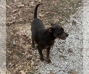 Rolo - Female Pug-Unknown Mix Dog for Adoption - Photo #4