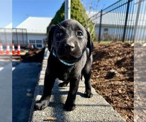 Labrador Retriever Puppy for sale in GREENCASTLE, PA, USA