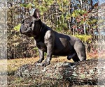 Small Photo #6 French Bulldog Puppy For Sale in LOCUST GROVE, GA, USA