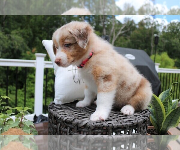 Medium Photo #2 Australian Shepherd Puppy For Sale in HANOVER, MD, USA