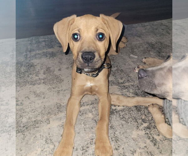 Medium Photo #2 Mutt Puppy For Sale in New London, WI, USA