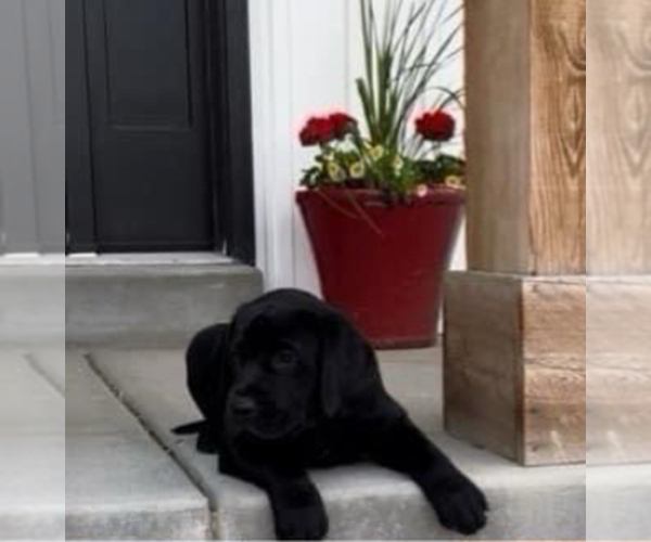 Medium Photo #1 Labrador Retriever Puppy For Sale in PRESTON, ID, USA