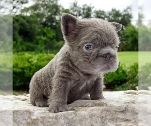 French Bulldog Puppy for sale in SACRAMENTO, CA, USA