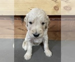 Small Photo #2 Goldendoodle Puppy For Sale in MC LEANSVILLE, NC, USA