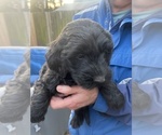 Small Photo #8 Goldendoodle Puppy For Sale in WAKE FOREST, NC, USA