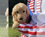Small #2 Golden Retriever