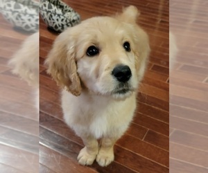 Goldendoodle Puppy for sale in TROY, MO, USA
