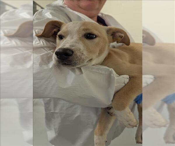Medium Photo #1 Labrador Retriever Puppy For Sale in Conroe, TX, USA