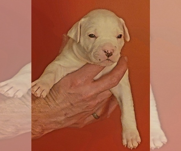 Medium Photo #7 American Bulldog Puppy For Sale in MARYVILLE, MO, USA