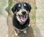 Small #3 Labrador Retriever Mix