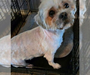 Andy - Male Shih Tzu Dog for Adoption - Photo #3