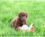 Small #4 Labrador Retriever