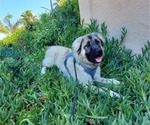 Small Photo #58 Anatolian Shepherd-Great Pyrenees Mix Puppy For Sale in AGOURA HILLS, CA, USA