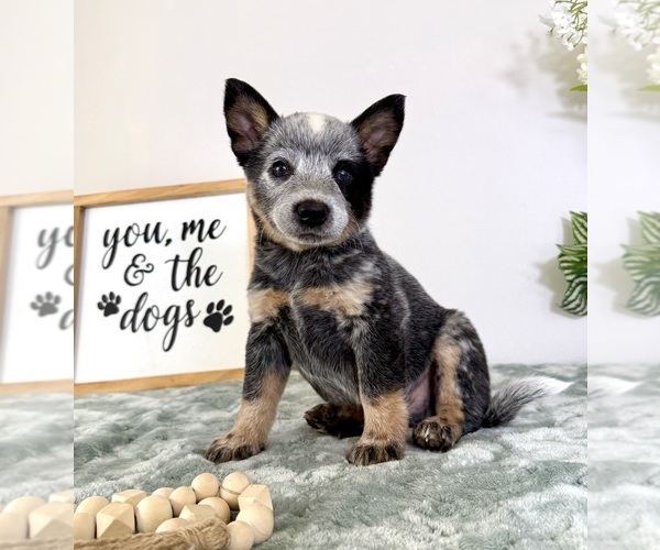 Medium Photo #3 Australian Cattle Dog Puppy For Sale in GREENFIELD, IN, USA