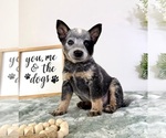 Small #2 Australian Cattle Dog
