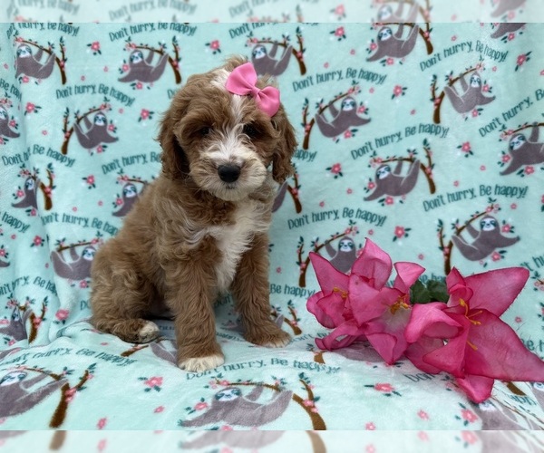 Medium Photo #3 Cock-A-Poo Puppy For Sale in LAKELAND, FL, USA