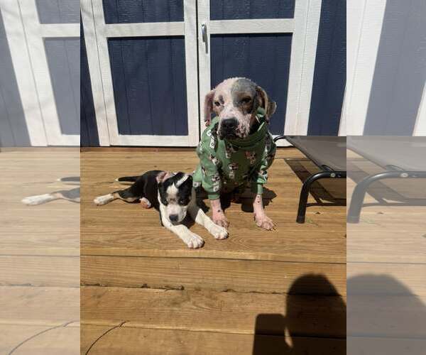 Medium Photo #4 Mutt Puppy For Sale in Greenville, SC, USA