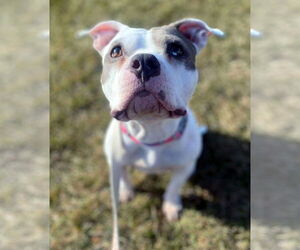 Mutt Dogs for adoption in Matawan, NJ, USA