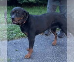 Small #1 Rottweiler