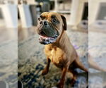 Small #2 Boxer