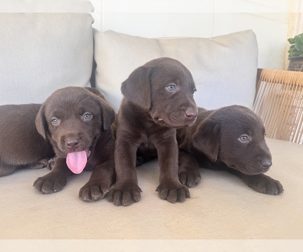 Medium Photo #1 Labrador Retriever Puppy For Sale in MORENO VALLEY, CA, USA