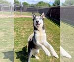Small #2 Siberian Husky