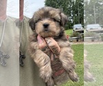 Small #8 Yorkshire Terrier