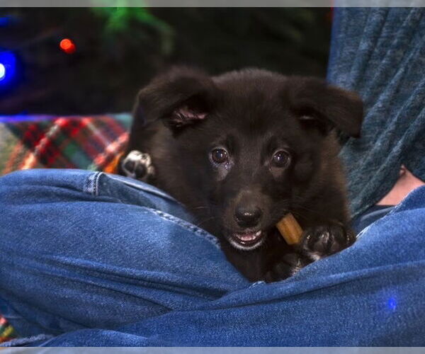 Medium Photo #10 Shepradors Puppy For Sale in Princeton, MN, USA