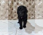 Small Photo #18 Poodle (Standard) Puppy For Sale in RALEIGH, NC, USA