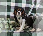 Small #5 Cavalier King Charles Spaniel