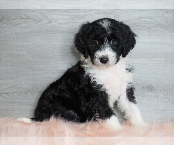 Medium Photo #5 Aussiedoodle Puppy For Sale in FREDERICKSBG, OH, USA