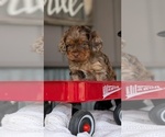 Small Photo #27 Cockapoo (Miniature) Puppy For Sale in GOSHEN, IN, USA