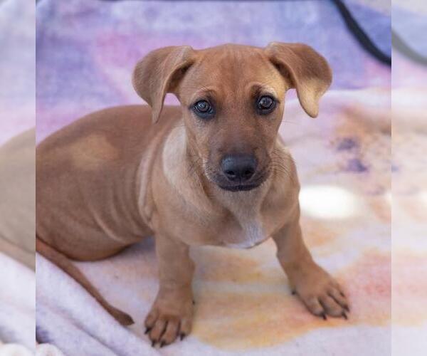 Medium Photo #9 Chihuahua-Unknown Mix Puppy For Sale in San Diego, CA, USA