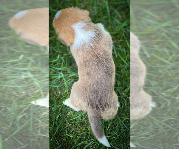 Medium Photo #2 Shorgi Puppy For Sale in FAIRBANK, IA, USA