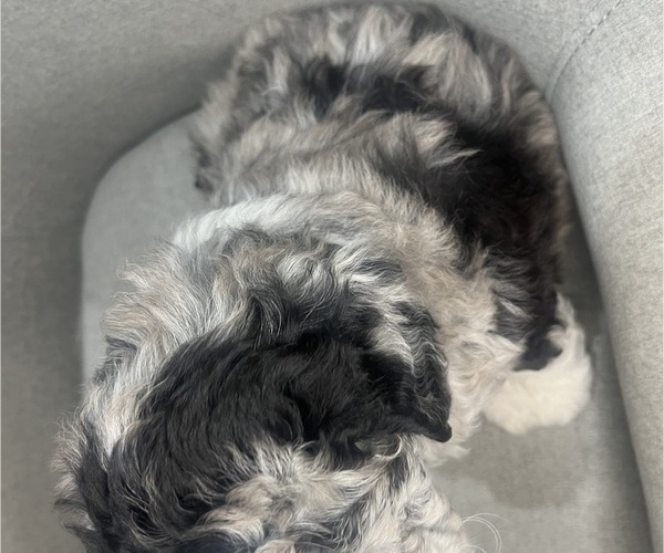 Medium Photo #17 Sheepadoodle Puppy For Sale in HUNTINGTON BEACH, CA, USA