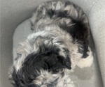 Small #16 Sheepadoodle