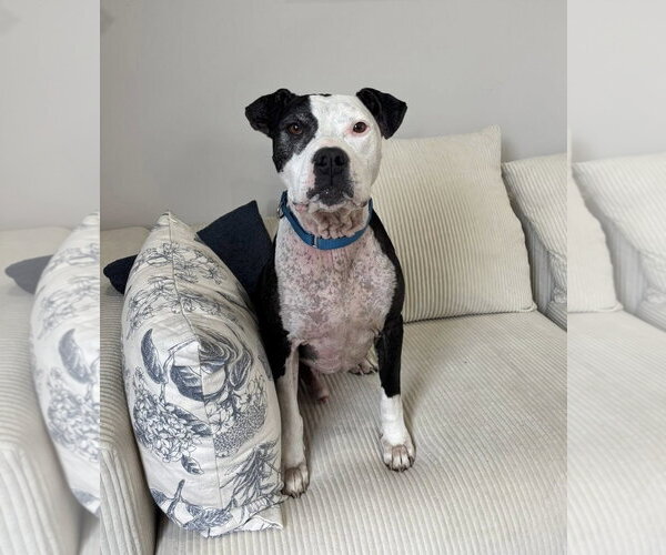 Medium Photo #1 American Pit Bull Terrier-Unknown Mix Puppy For Sale in Germantown, OH, USA