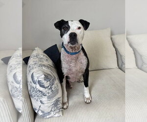 American Pit Bull Terrier-Unknown Mix Dogs for adoption in Germantown, OH, USA