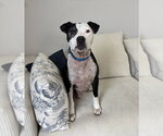 Small American Pit Bull Terrier Mix