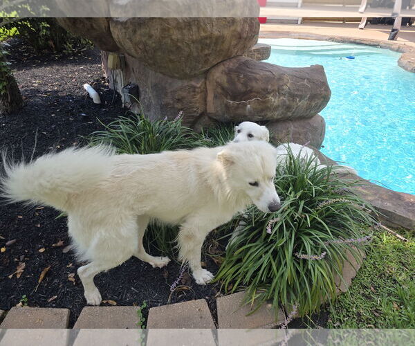 Medium Photo #28 Great Pyrenees-Unknown Mix Puppy For Sale in Houston, TX, USA