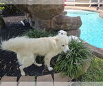 Small #27 Great Pyrenees Mix