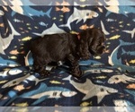 Small #6 Cocker Spaniel