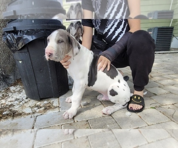 Medium Photo #6 Great Dane Puppy For Sale in SAINT PETERSBURG, FL, USA