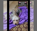 Small #1 Yorkshire Terrier