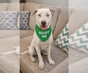 Catahoula Leopard Dog-Labrador Retriever Mix Dogs for adoption in Euless, TX, USA