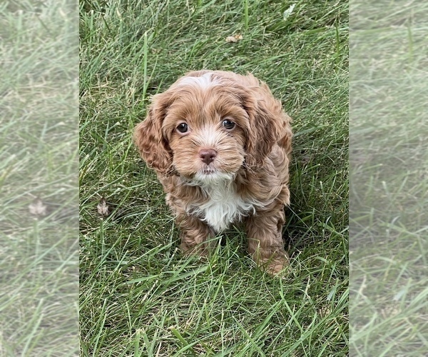 Medium Photo #1 Cockapoo Puppy For Sale in NILES, MI, USA